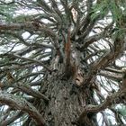 Baum im Stadt Zell a.H. Schwarzwald