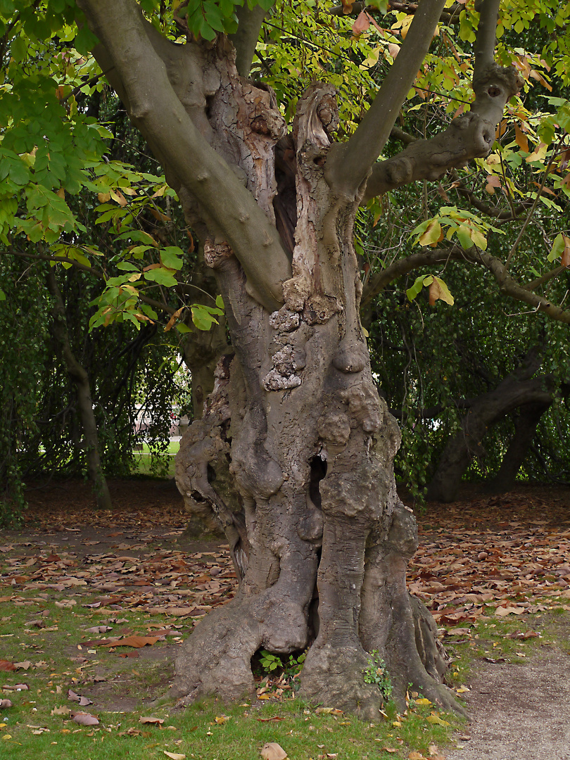 Baum im Stadtgarten Karlsruhe