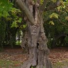 Baum im Stadtgarten Karlsruhe