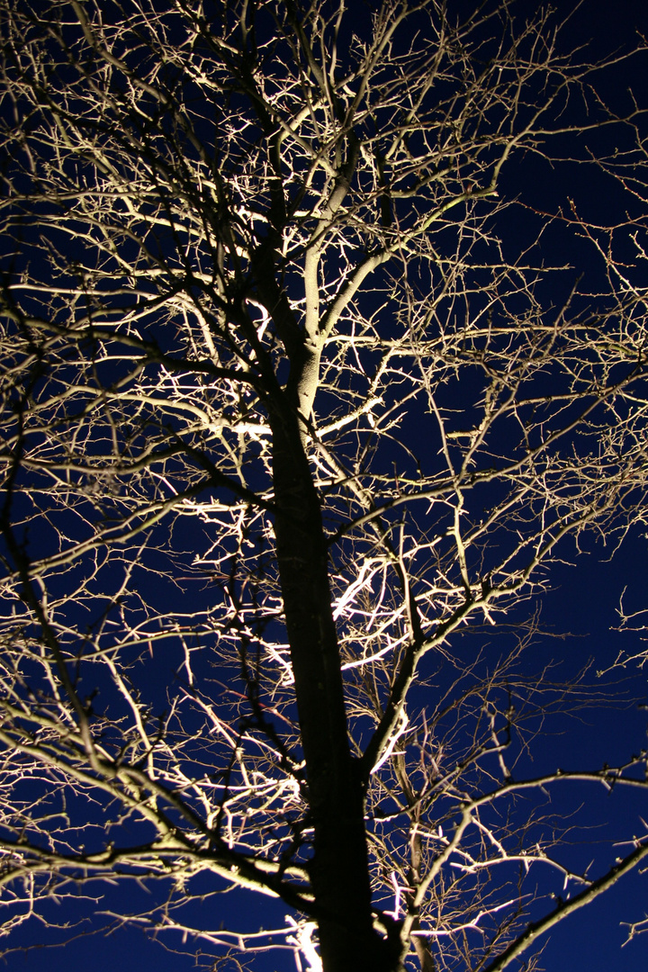 Baum im Sternenhimmel