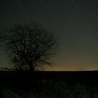 Baum im Sternenmeer