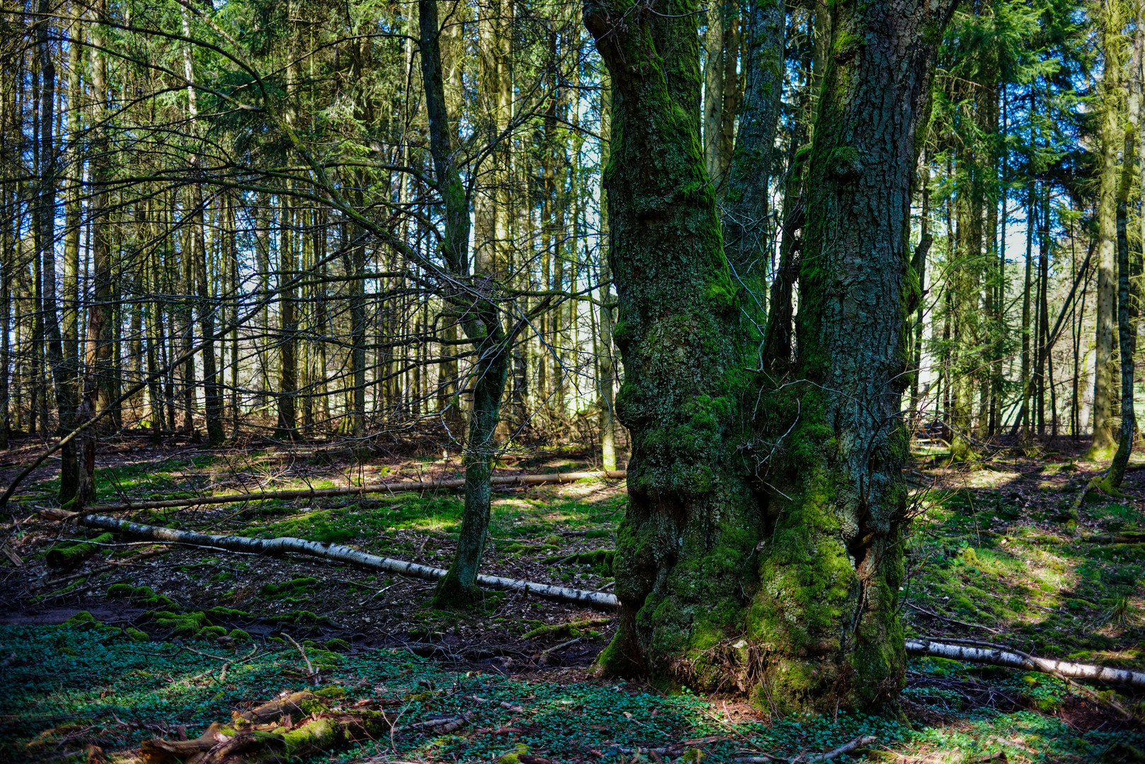 Baum im Sumpf