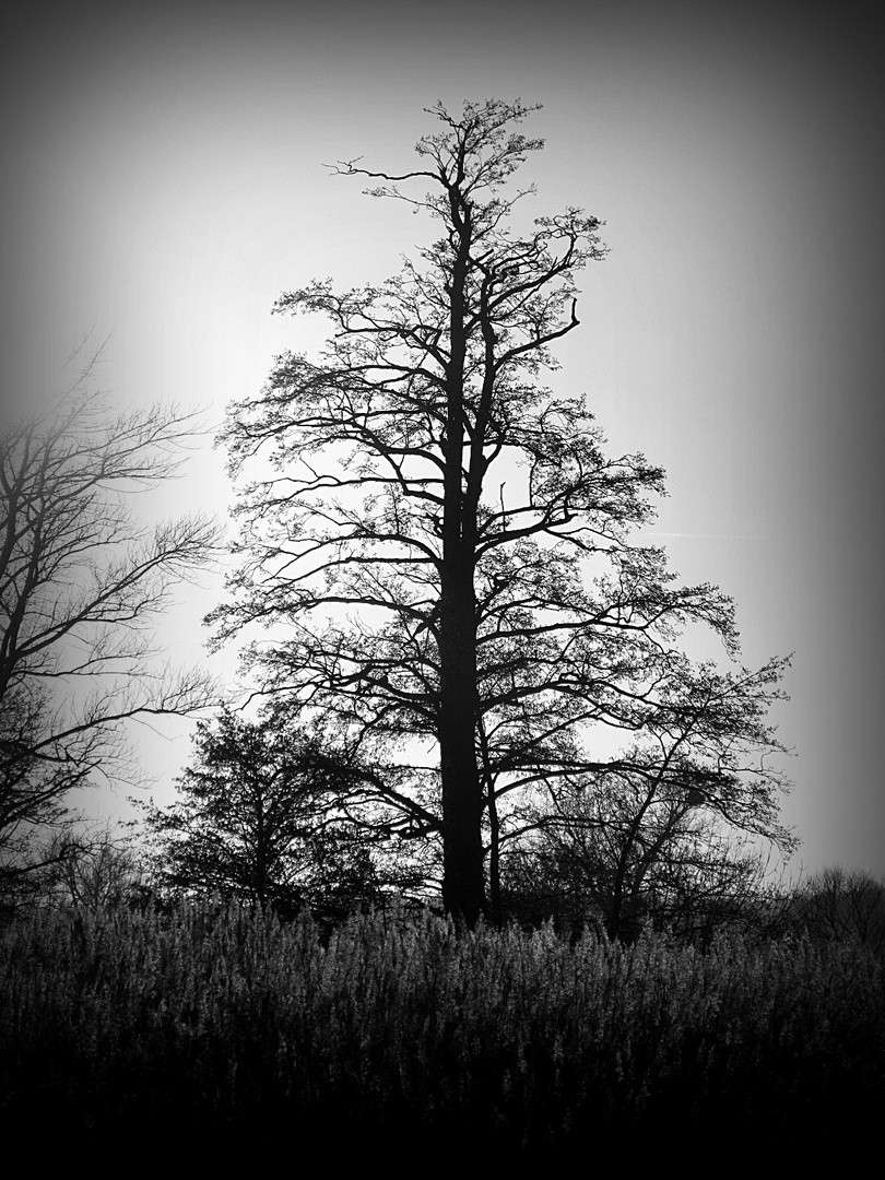 Baum im Sumpfgebiet......