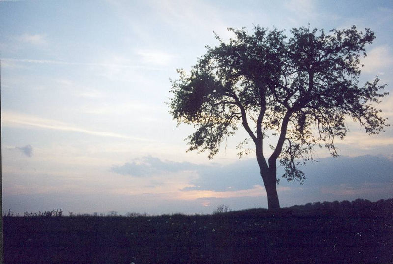 Baum im Sundown