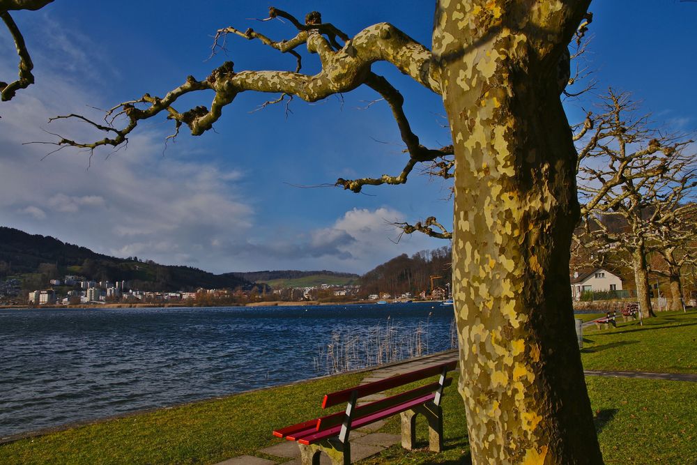 Baum im Tarnanzug