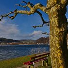 Baum im Tarnanzug