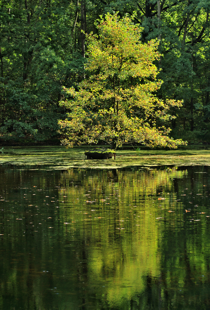 Baum im Teich