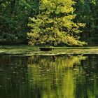 Baum im Teich