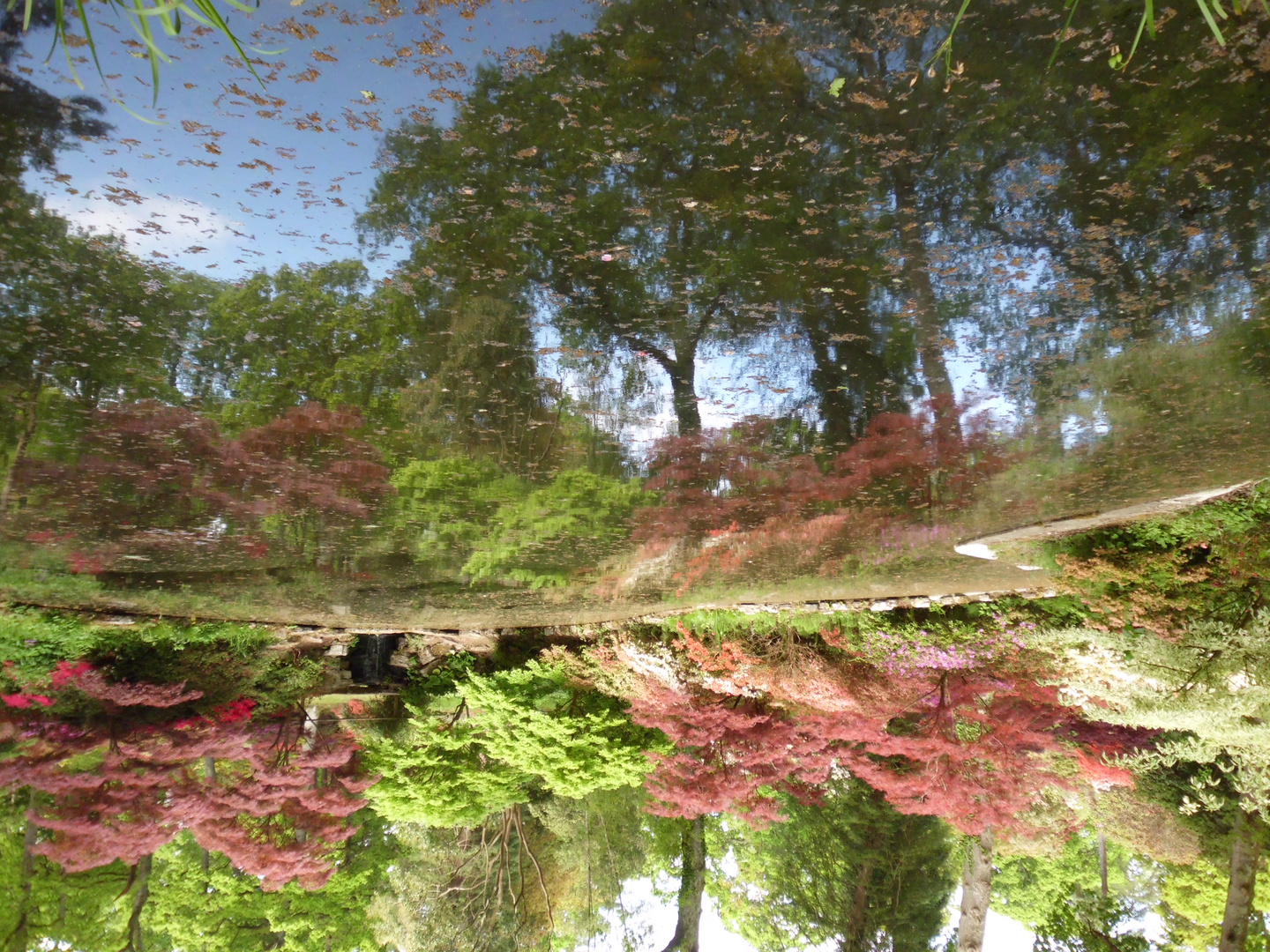 Baum im Teich Foto & Bild spezial, experimente, optische täuschungen