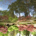 Baum im Teich