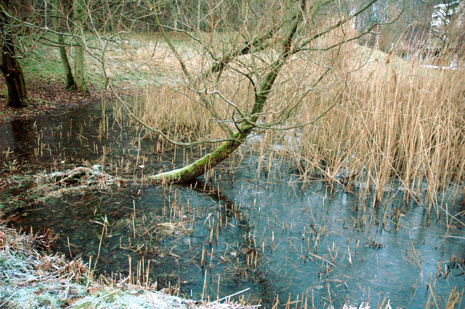 Baum im Teich I