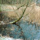 Baum im Teich I