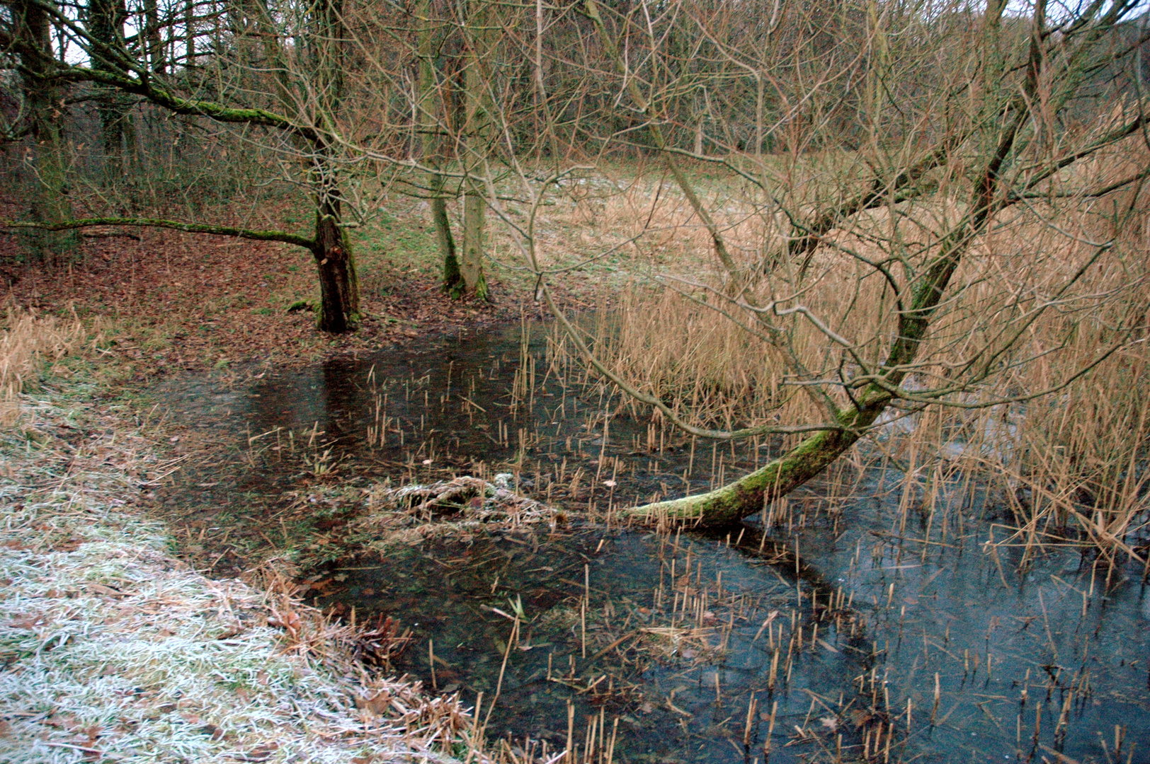 Baum im Teich liegend II