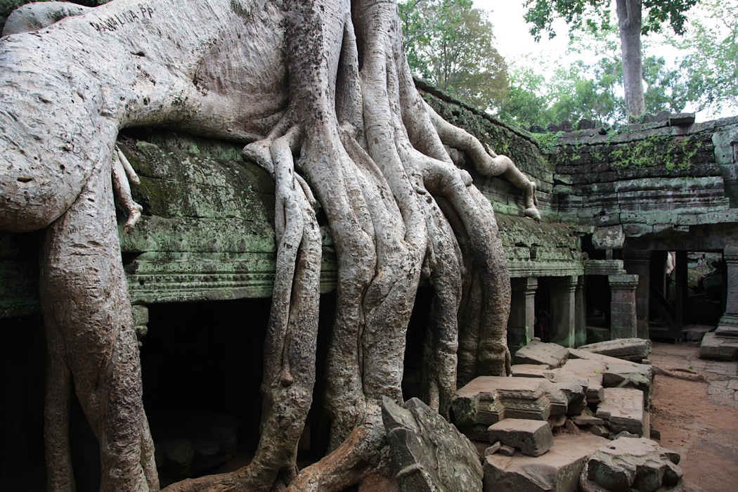 Baum im Tempel Ta Prohm