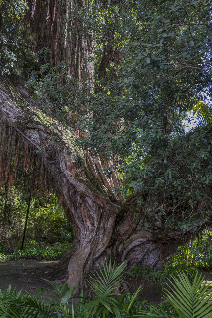 Baum im Terra Nostra (Acores),