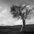 Baum im Tessin