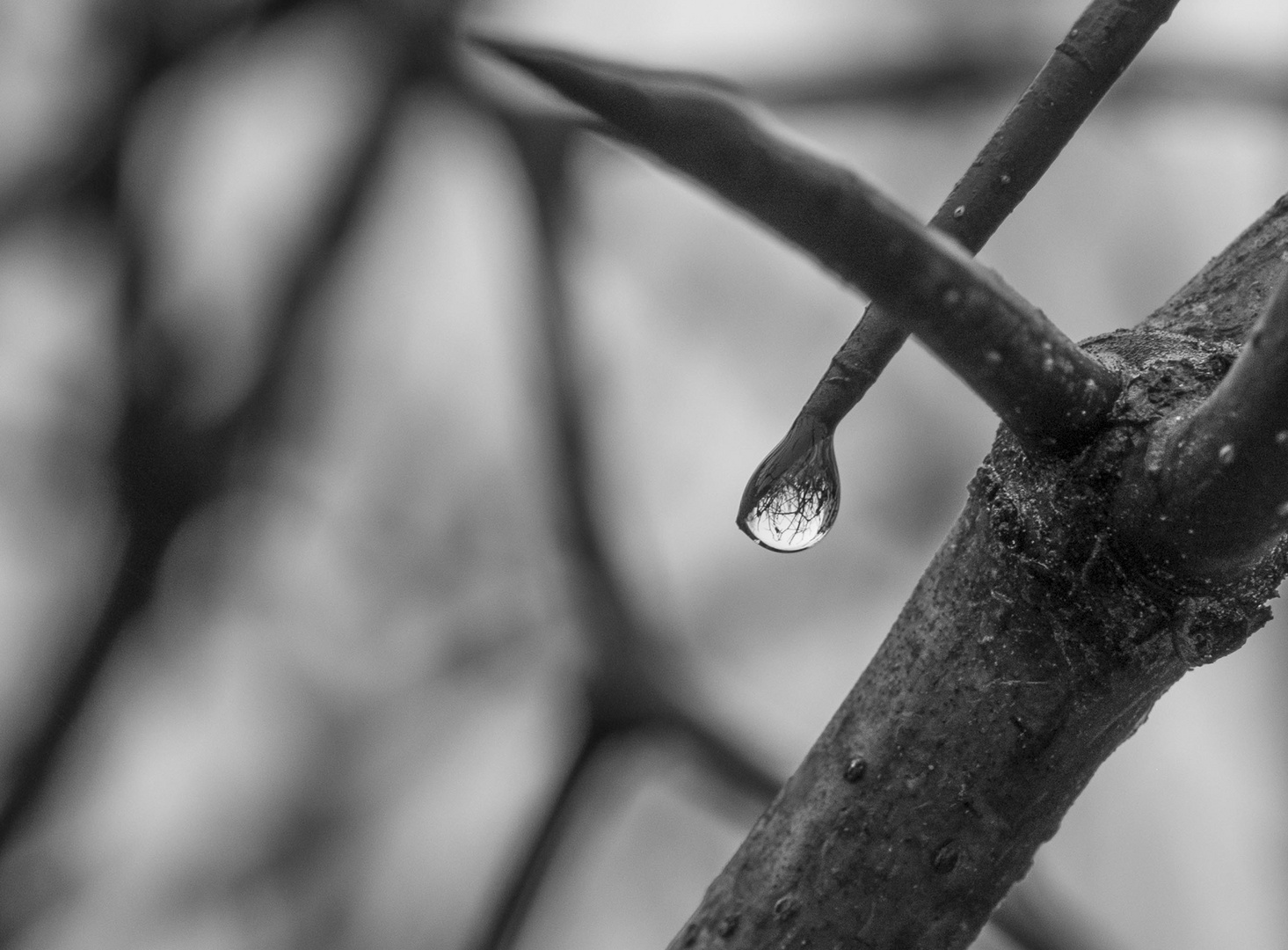 Baum im Tropfen