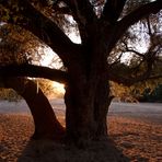 Baum im Ugab