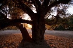 Baum im Ugab