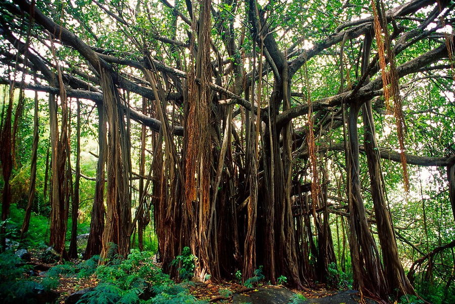 Baum im Urwald