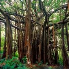 Baum im Urwald