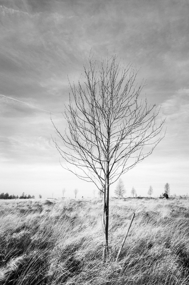 Baum im Venn