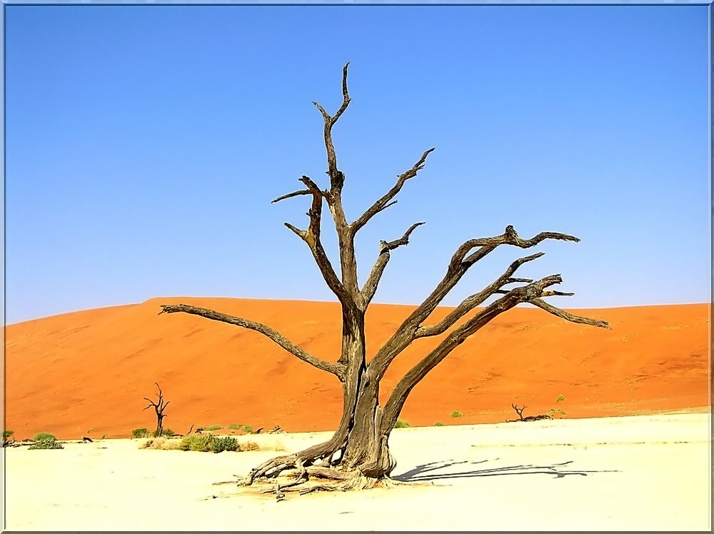 Baum im Vlei