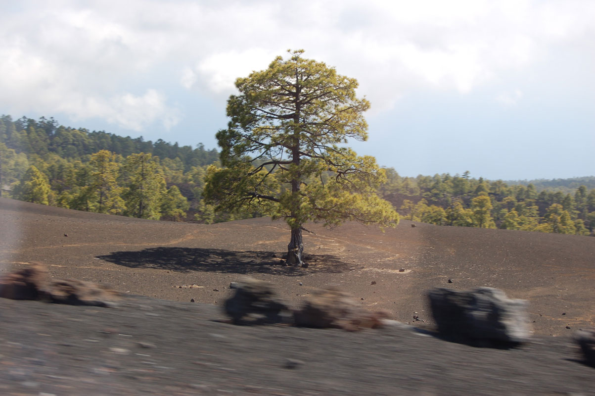 Baum im Vorbeifahren