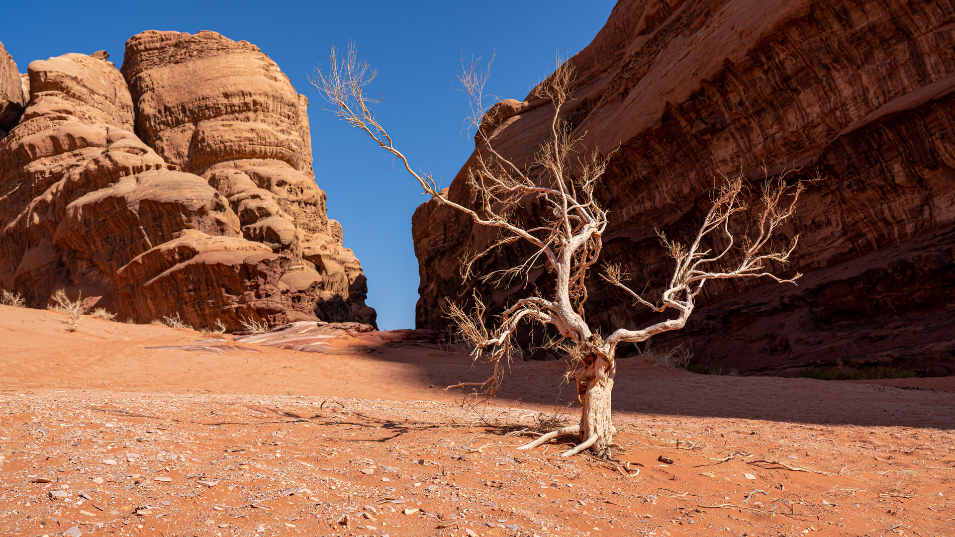 Baum im Wadi