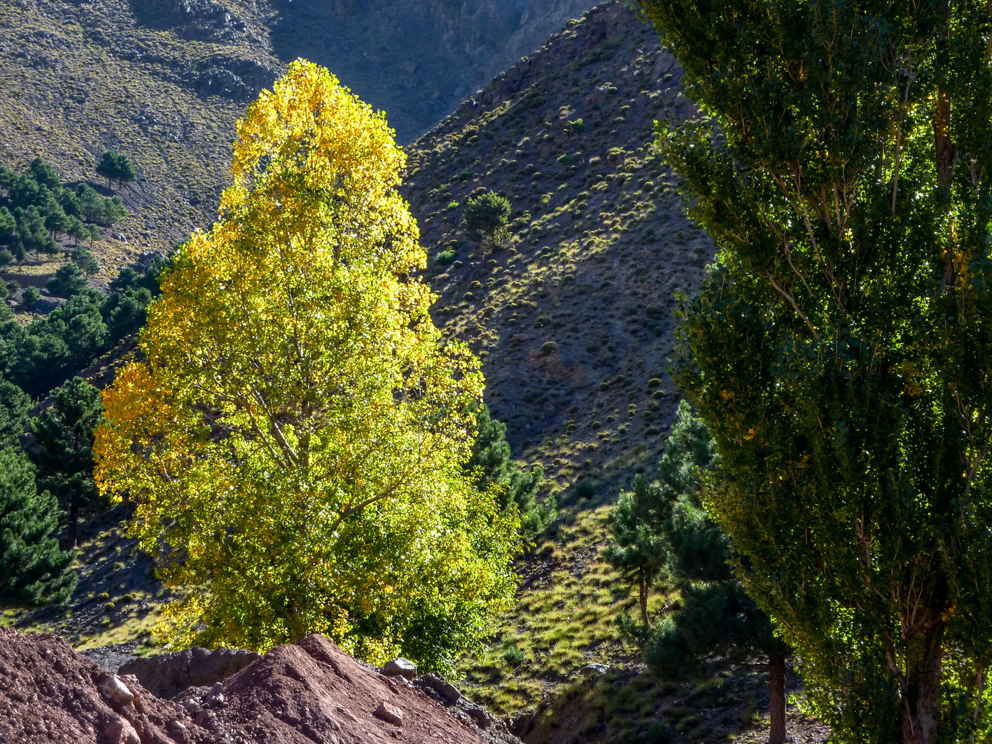 Baum im Wadi