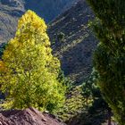 Baum im Wadi