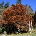 Baum im Wald