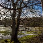 Baum im Wald