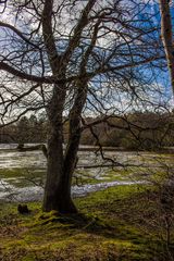 Baum im Wald