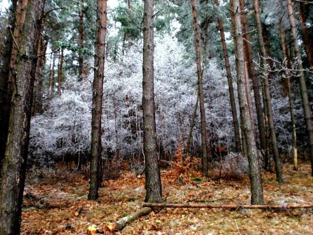 baum im wald...