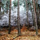 baum im wald...