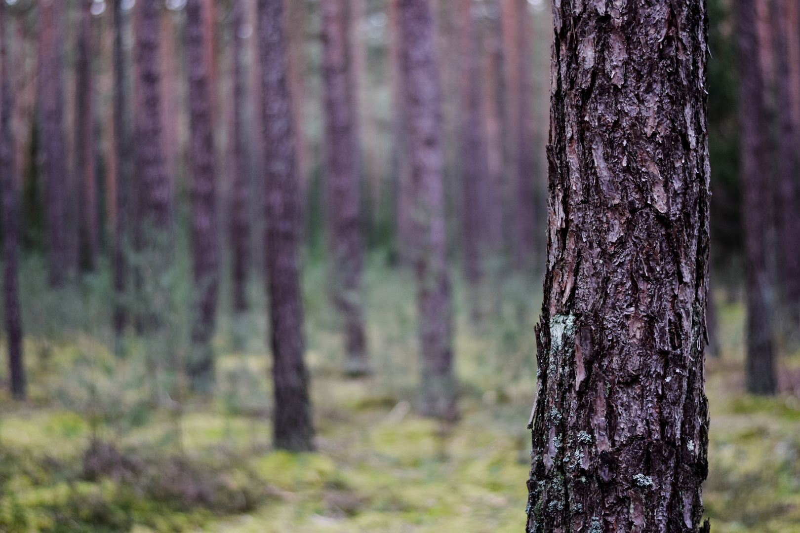 Baum im Wald