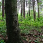 Baum im Wald