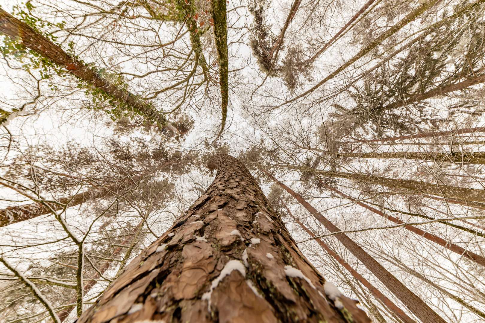 Baum im Wald