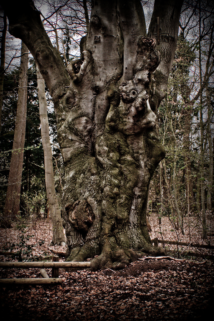 Baum im Wald