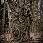 Baum im Wald