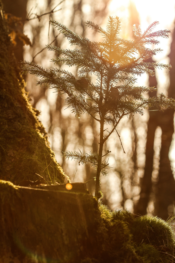 Baum im Walde