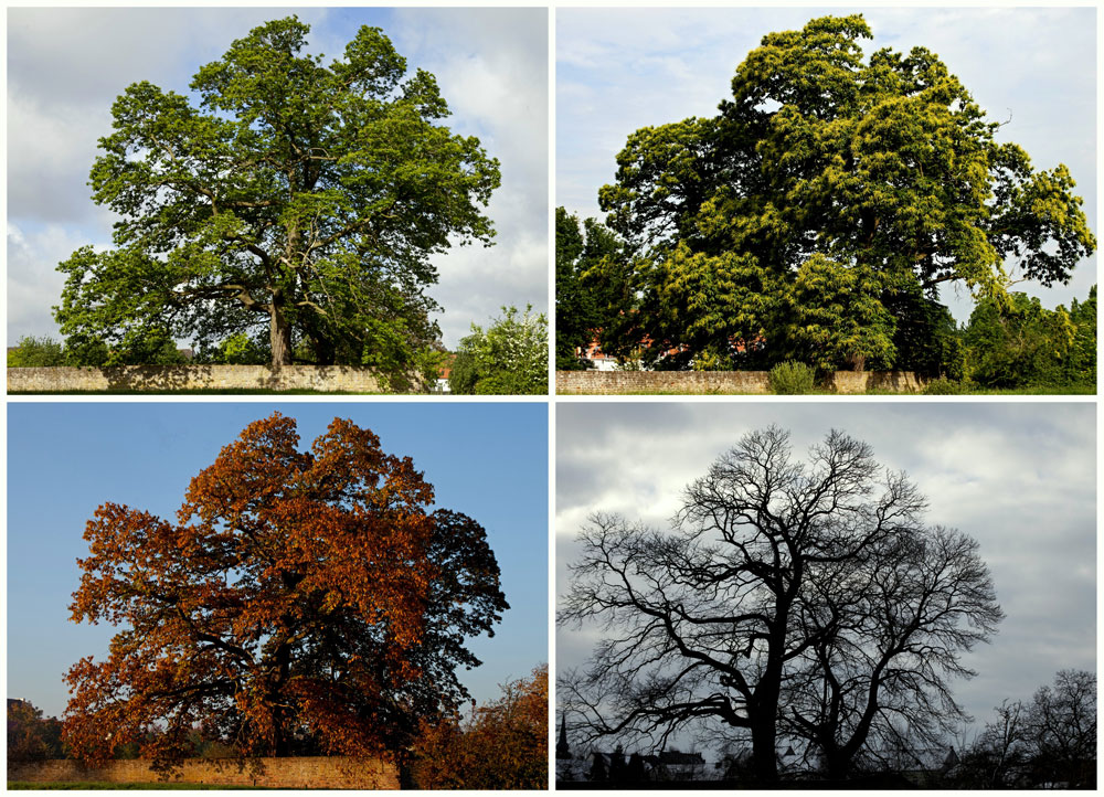 Baum im Wandel der Jahreszeiten