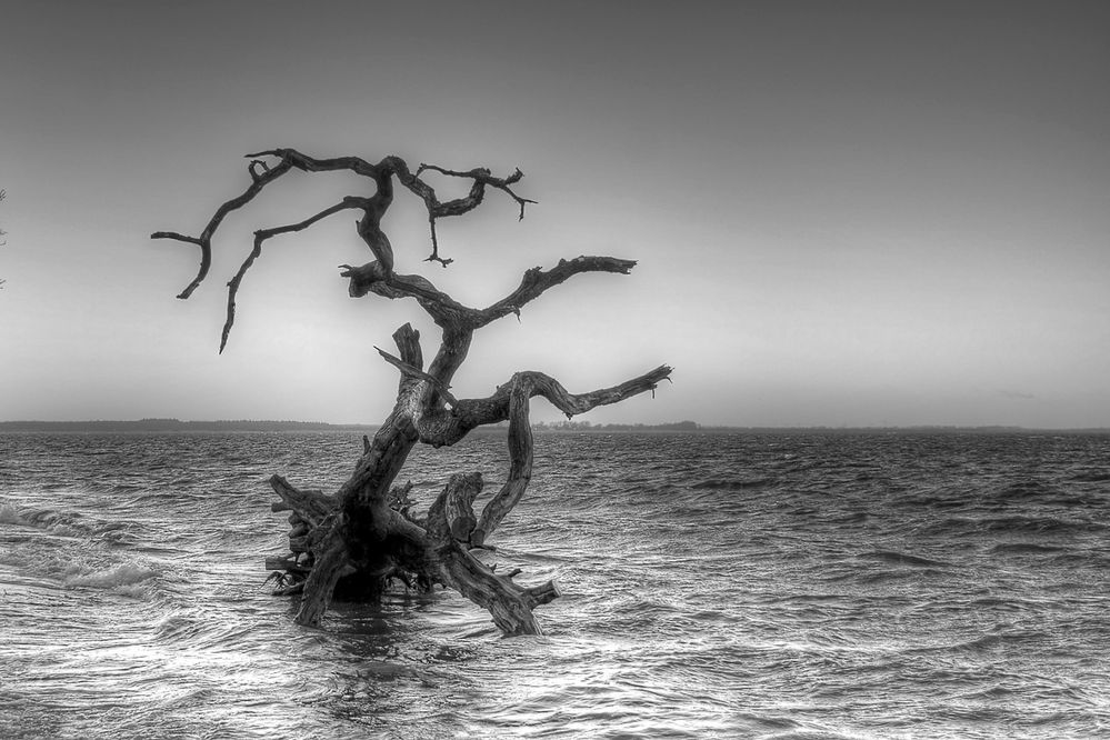 Baum im Wasser