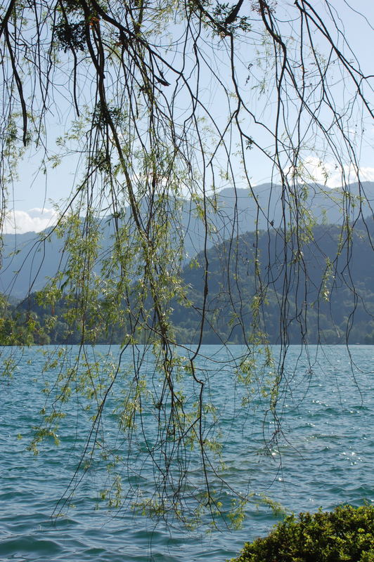 Baum im Wasser