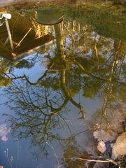 Baum im Wasser