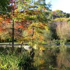 Baum im Wasser