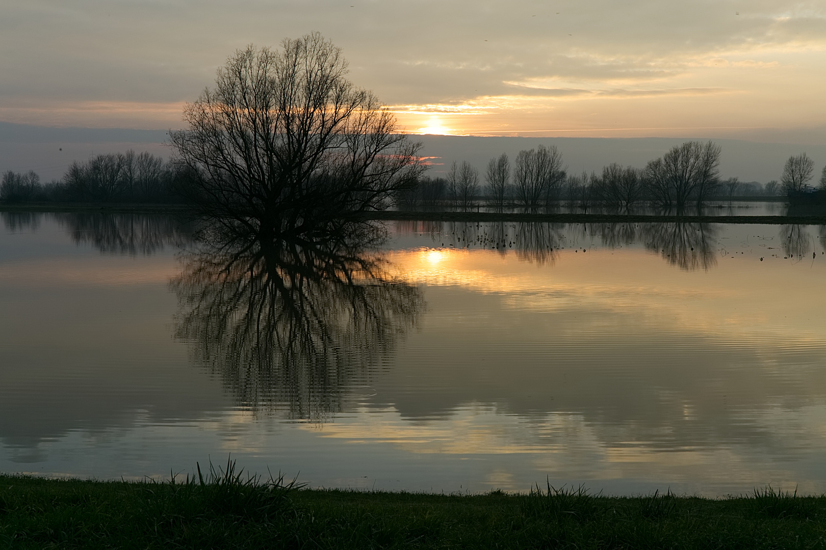 Baum im Wasser