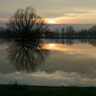 Baum im Wasser