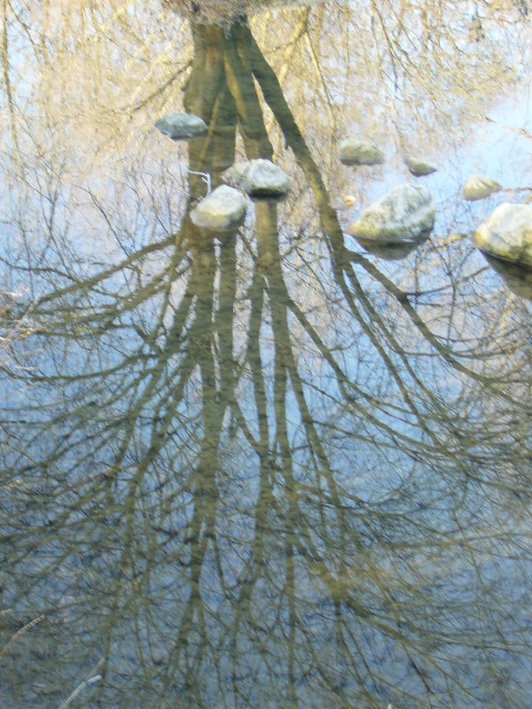 baum im Wasser